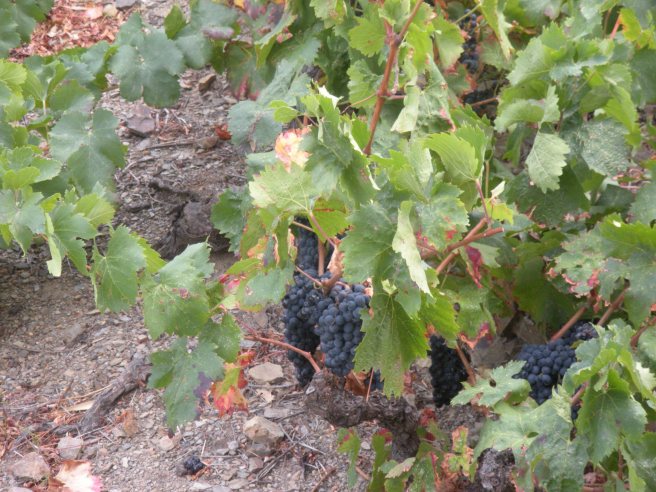 vineyard grapes.JPG